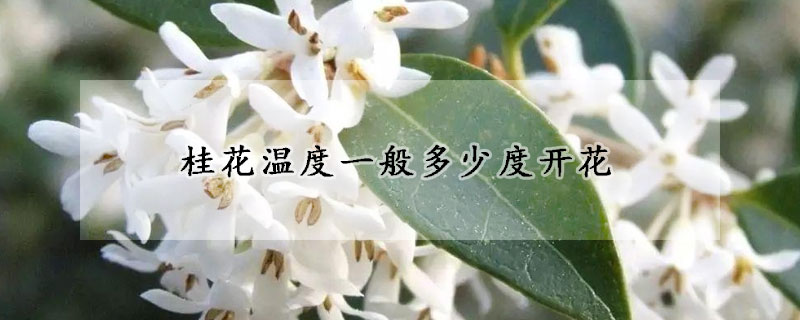 桂花温度一般多少度开花