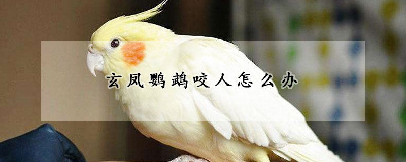 玄凤鹦鹉咬人怎么办