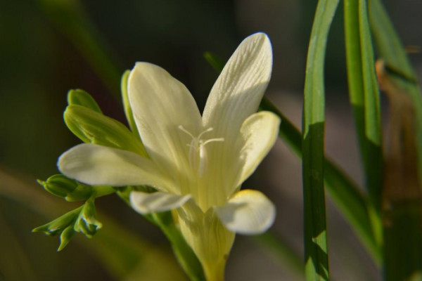 春节期间家里放什么花比较好