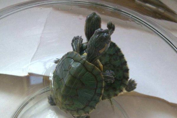 龟鳖是什么动物