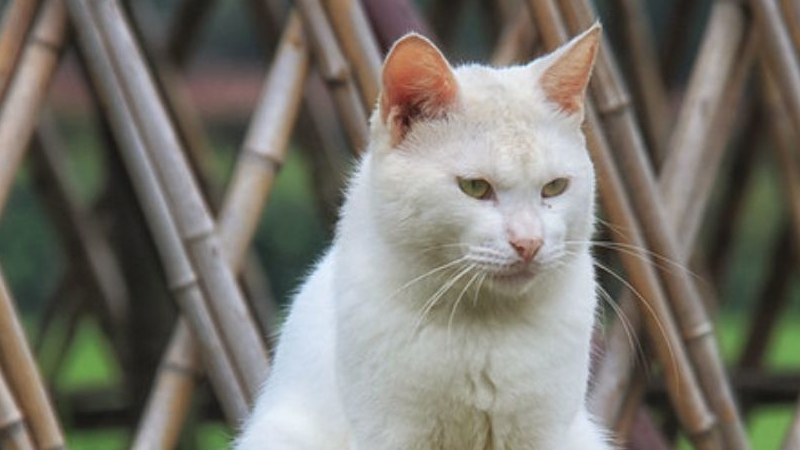 猫的特点