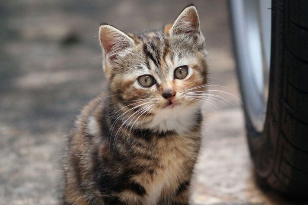 猫的特点