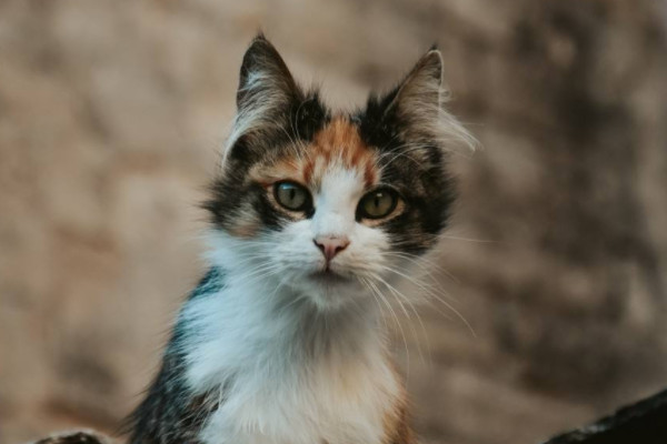 猫的特点