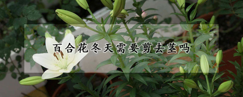 百合花冬天需要剪去茎吗