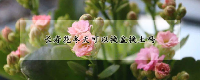 长寿花冬天可以换盆换土吗