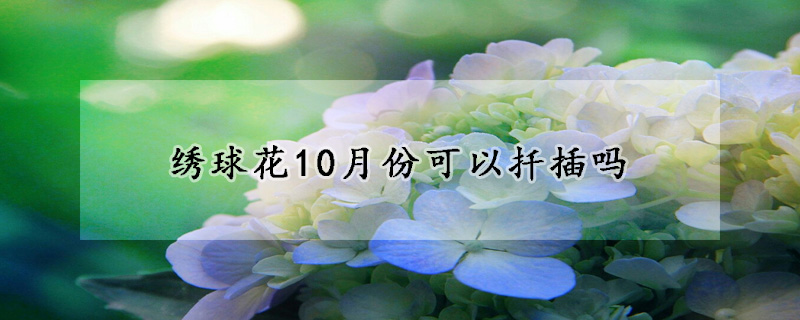 绣球花10月份可以扦插吗