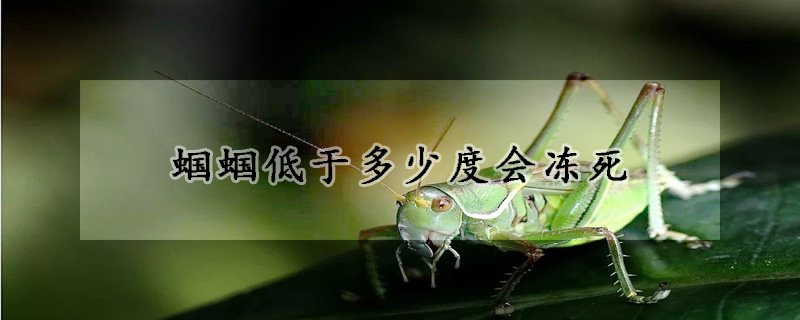 蝈蝈低于多少度会冻死
