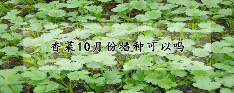 香菜10月份播种可以吗