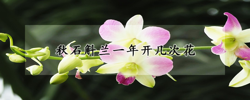 秋石斛兰一年开几次花