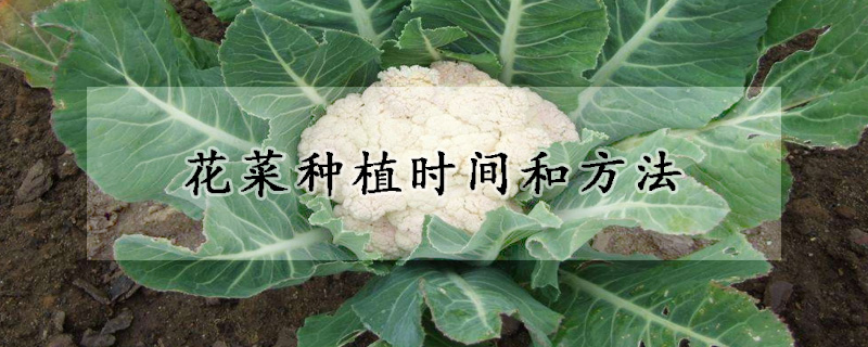 花菜种植时间和方法