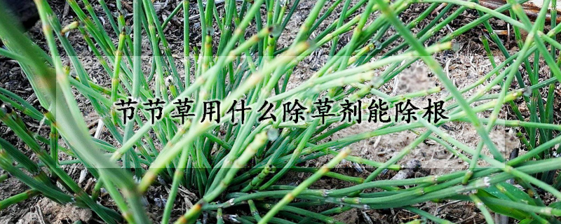 节节草用什么除草剂能除根