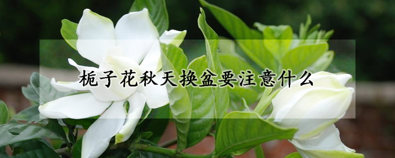 栀子花秋天换盆要注意什么