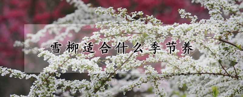 雪柳适合什么季节养