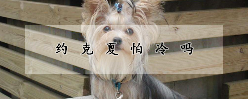 约克夏怕冷吗