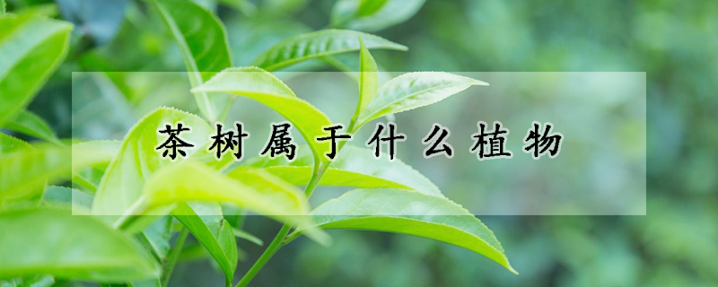 茶树属于什么植物