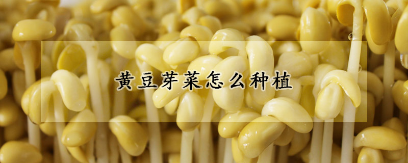 黄豆芽菜怎么种植