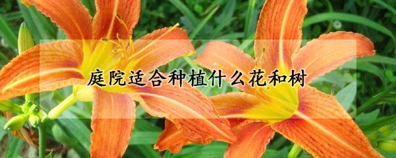 庭院适合种植什么花和树