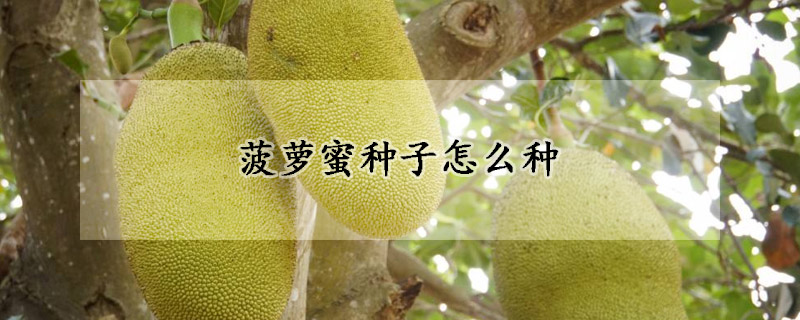 菠萝蜜种子怎么种