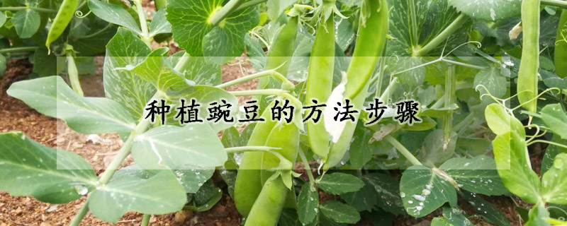 种植豌豆的方法步骤