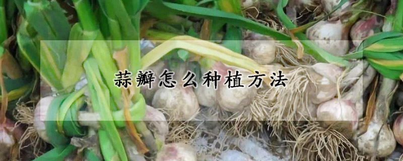 蒜瓣怎么种植方法