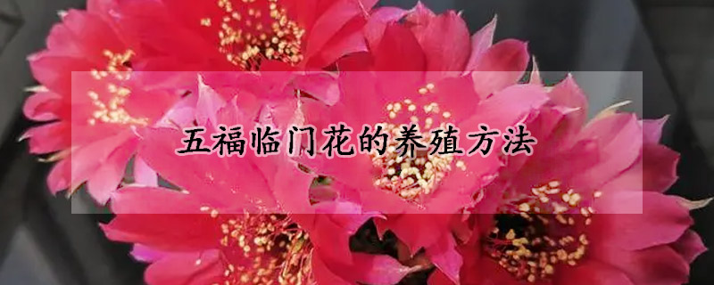 五福临门花的养殖方法