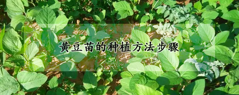 黄豆苗的种植方法步骤