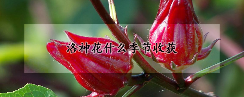 洛神花什么季节收获