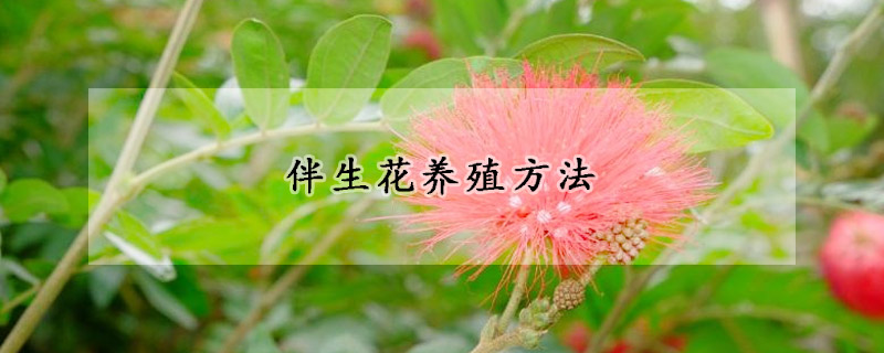 伴生花养殖方法