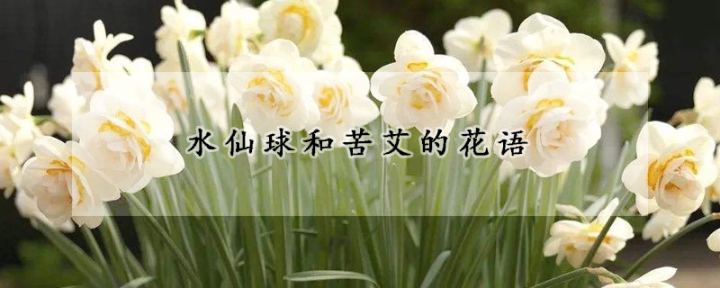 水仙球和苦艾的花语