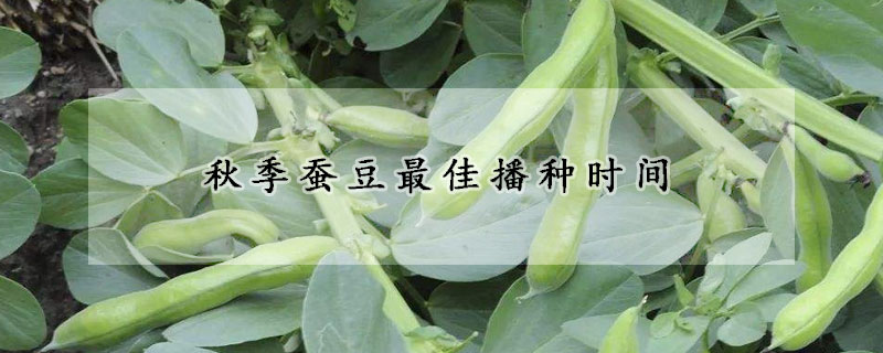 秋季蚕豆最佳播种时间