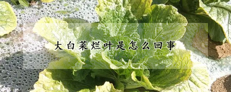 大白菜烂叶是怎么回事