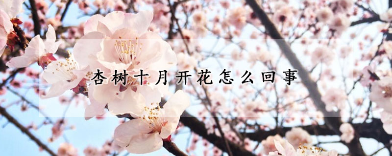 杏树十月开花怎么回事