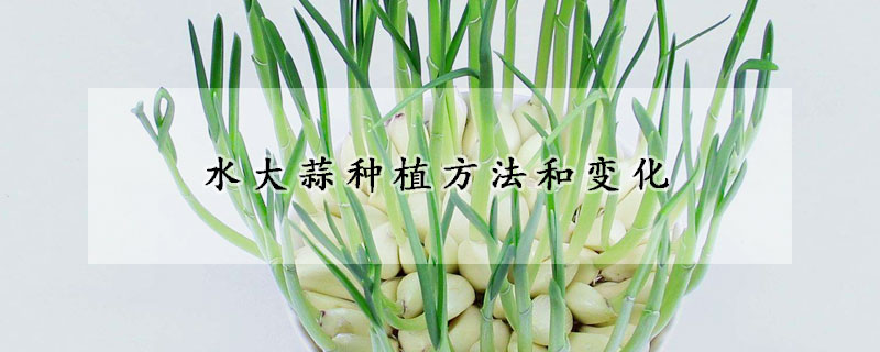 水大蒜种植方法和变化