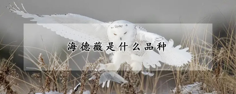 海德薇是什么品种