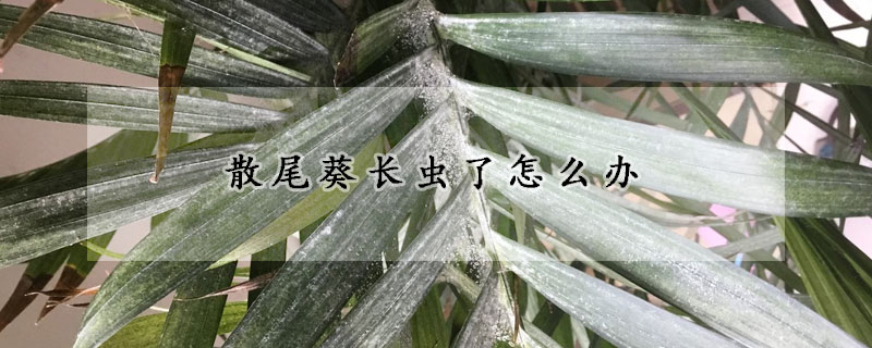 散尾葵长虫了怎么办