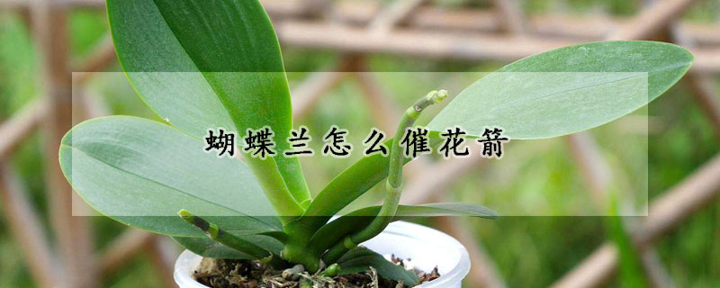 蝴蝶兰怎么催花箭