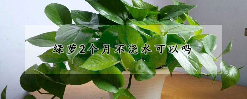 绿萝2个月不浇水可以吗