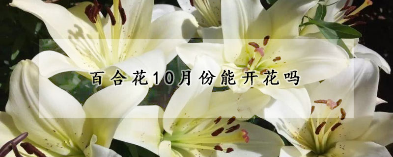 百合花10月份能开花吗