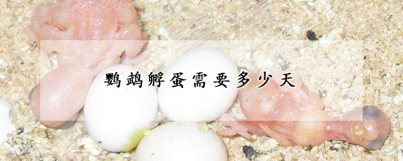 鹦鹉孵蛋需要多少天