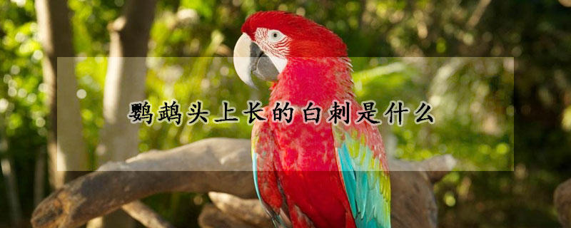 鹦鹉头上长的白刺是什么