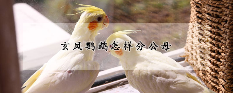 玄凤鹦鹉怎样分公母