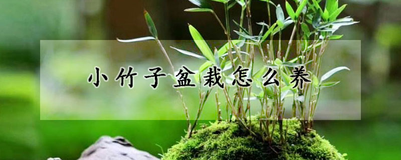 小竹子盆栽怎么养