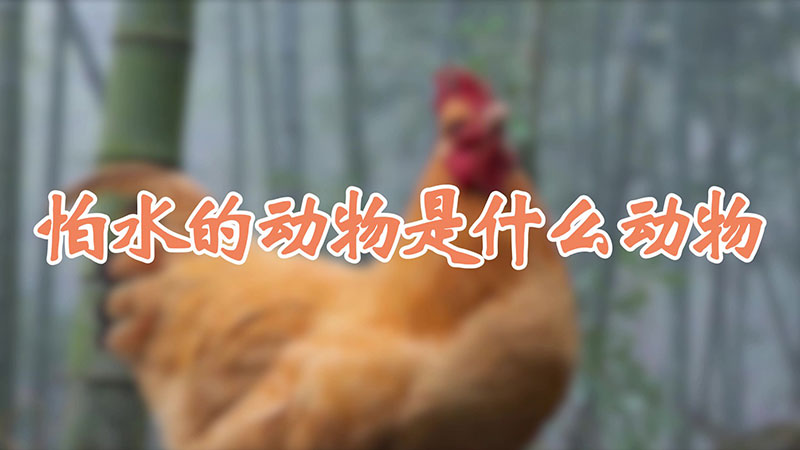 怕水的动物是什么动物