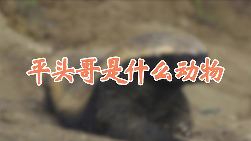 平头哥是什么动物