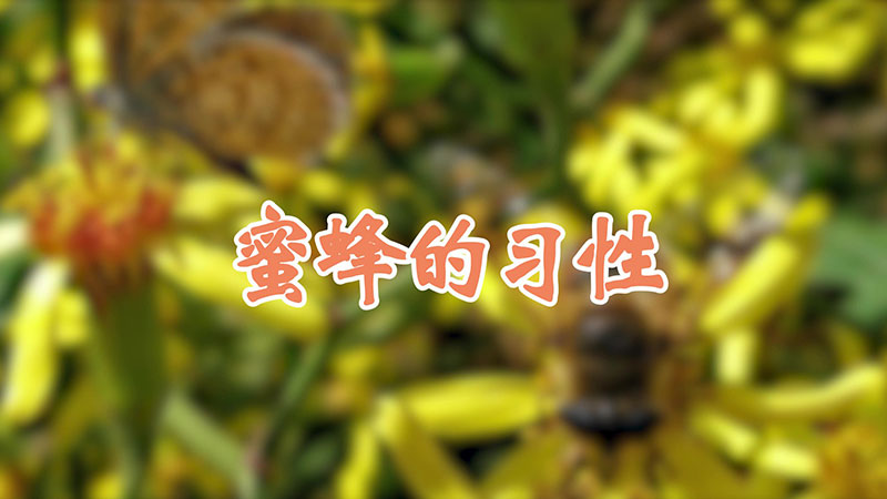 蜜蜂的习性