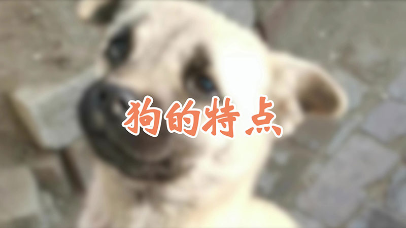 狗的特点