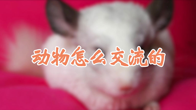 动物怎么交流的