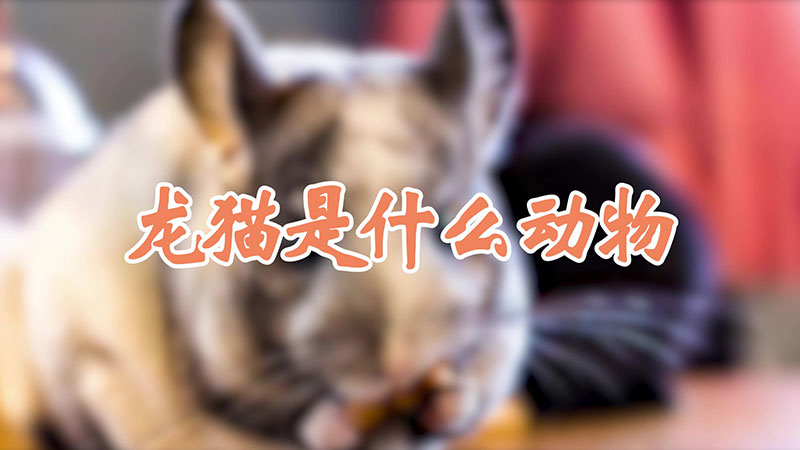 龙猫是什么动物