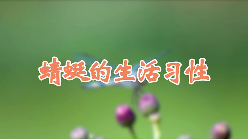 蜻蜓的生活习性