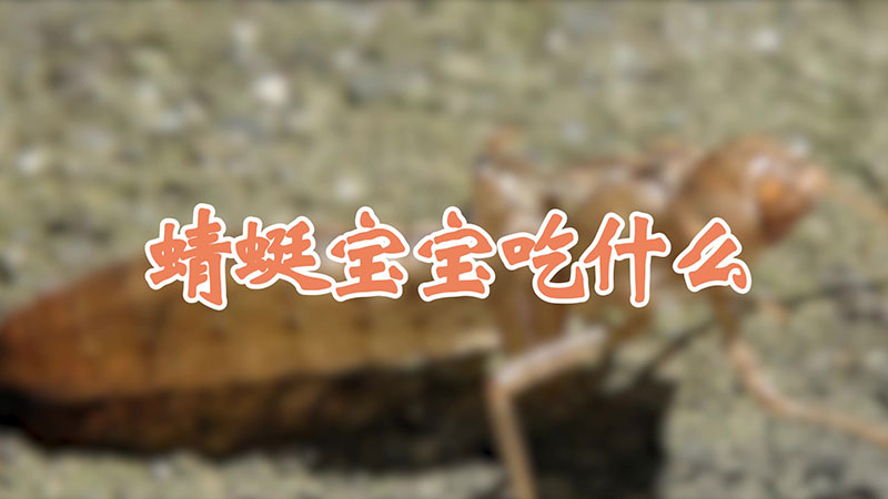 蜻蜓宝宝吃什么